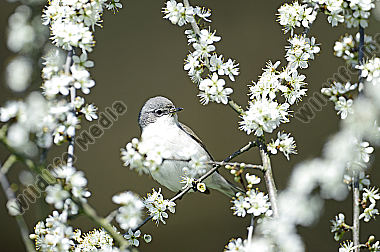 Möchsgrasmücke Sylvia atricapilla mit Weißdornblüten