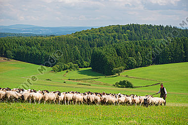 Schäfer mit ziehender Herde