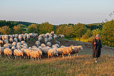 Schäfer mit ziehender Herde