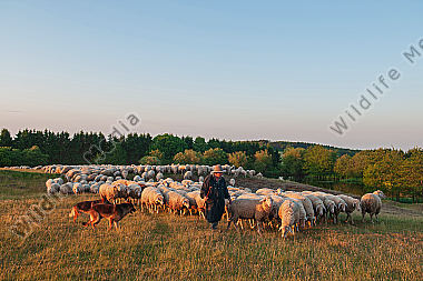 Schäfer mit Schafherde Ovis aries am Abend