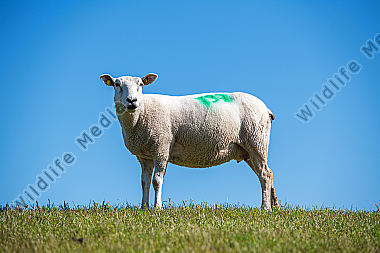 Texelschaf Ovis aries auf dem Deich/Fehmarn