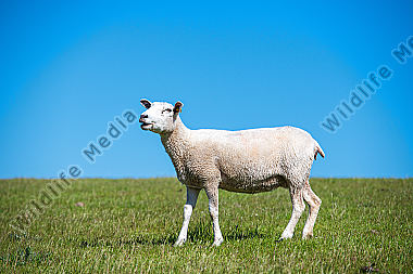 Texelschaf Ovis aries auf dem Deich/Fehmarn