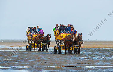 Wattwagenfahrt zur Insel Neuwerk/Nordsee