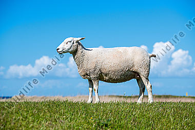 Texelschaf Ovis aries auf dem Deich/Fehmarn