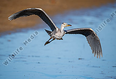 Graureiher Ardea coinerea bei Abflug
