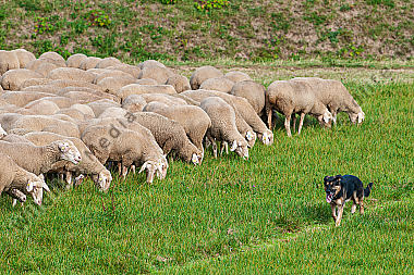 Schafherde Ovis aries mit Hütehund