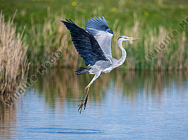 Graureiher Ardea cinerea im Flug