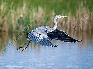 Graureiher Ardea cinerea beim Ablug