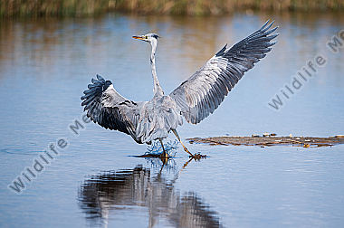 Graureiher Ardea coinerea bei der Landung