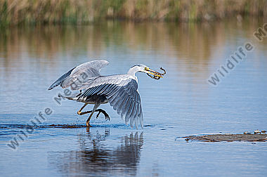 Graureiher Ardea coinerea mit Frosch