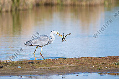 Graureiher Ardea coinerea mit Frosch