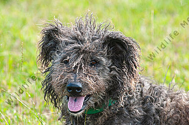 Junger Altdeutscher Hütehund