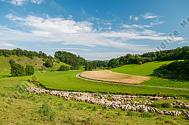 Schafherde an der Wissinger Laber
