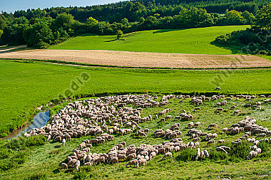 Schafherde an der Wissinge Laber