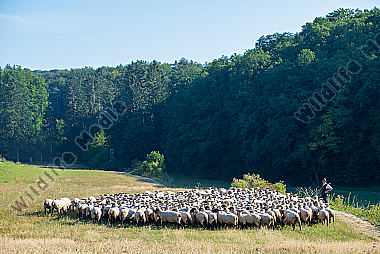 Schäfer mit seiner Herde am Waldrand