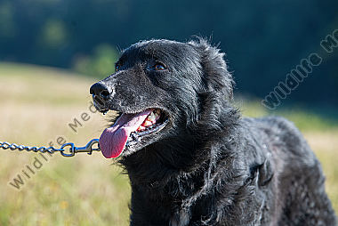 Altdeutscher Hütehund