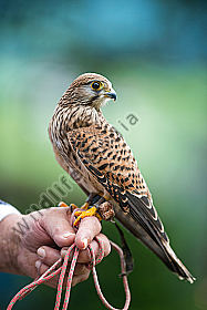 Turmfalkenweibchen Falco tinnunculus auf der Hand des Falkners