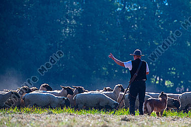 Schäfer mit Herde am Waldrand
