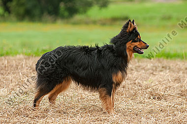 Altdeutscher Hütehund Gelbbacke