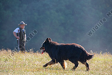 Hütehund in Aktion
