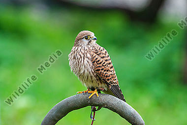 Turmfalke Weibchen Falco tinnuniculus in einer Falknerei