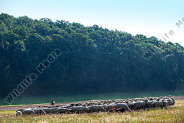 Schäfer mit Herde am Waldrand