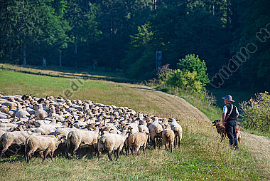 Schäfer mit Herde am Waldrand