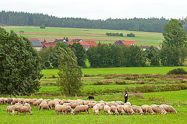 Schäfer mit der Schafherde Ovis aries auf der Weide