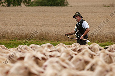 Schäfer mit Herde am Kornfeld