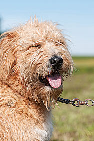 Altdeutscher Hütehund Canis lupus familiaris Portait