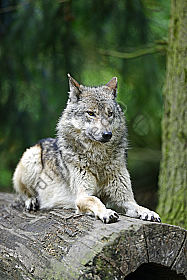 Europäischer Wolf Canis lupus