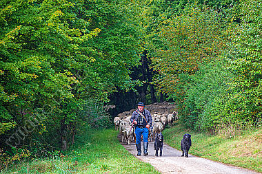 Schäfer zieht mit seiner Herde durch Wald