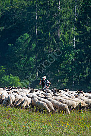 Schäfer mit Herde am Waldrand