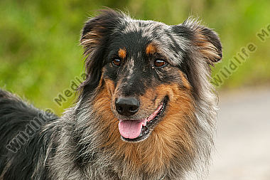 Altdeutscher Hütehund Canis lupus familiaris Portrait