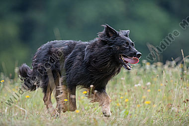 Hütehund in Aktion