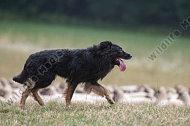 Hütehund in Aktion