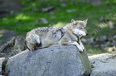 Europäischer Wolf Canis lupus