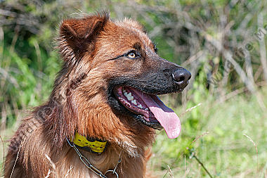 Altdeutscher Hütehund Canis lupsu familiaris Potrait