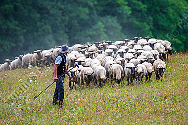 Schäfer mit seiner Schafherde am Waldrand