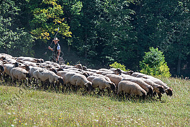 Schäfer mit Herde am Waldrand