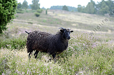 Junge Heidschnucke Ovis aries in der Lüneburger Heide