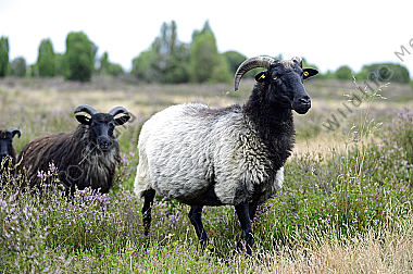 Heidschnucken Ovis aries in der Lüneburger Heide
