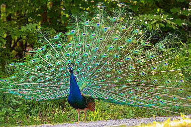 Blauer Pfau Paso cristatus Rad schlagend