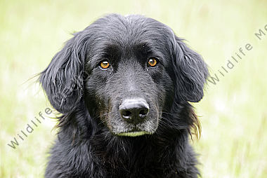 Junger Altdeutscher Hütehund