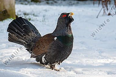 Balzender Auerhahn Tetrao urogallus im Schnee