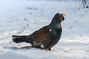 Balzender Auerhahn Tetrao urogallus im Schnee