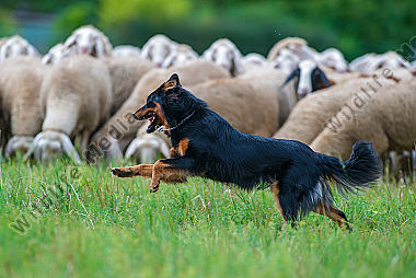 Altdeutscher Hütehund in Aktion