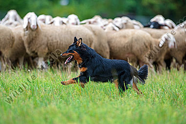 Altdeutscher Hütehund in Aktion