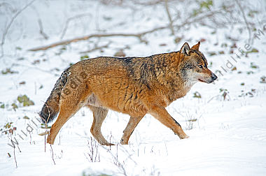 Europäischer Wolf Canis lupus im Winter