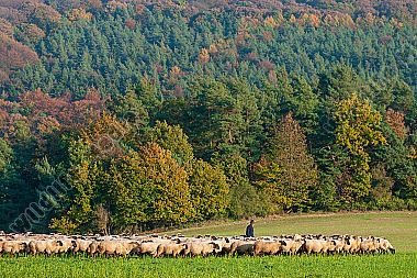 Schäfer mit ziehender Herde am Waldrand